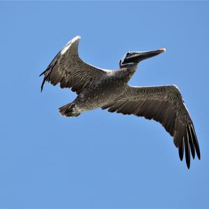 Brown Pelican