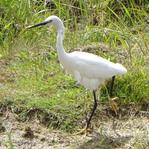 Little Egret