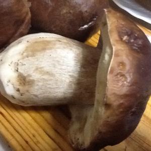 King Bolete