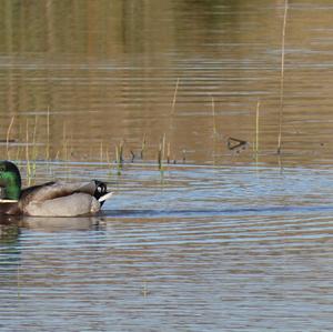 Mallard