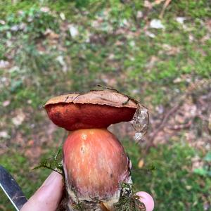 Dotted-stem Bolete