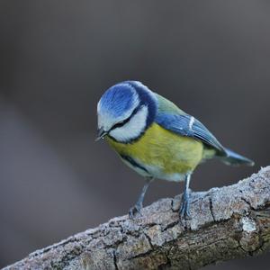 Blue Tit