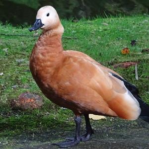 Ruddy Shelduck