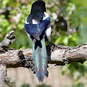 Black-billed Magpie