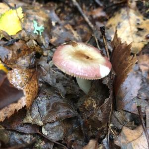 Bare-toothed Russula