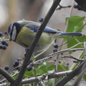 Blue Tit