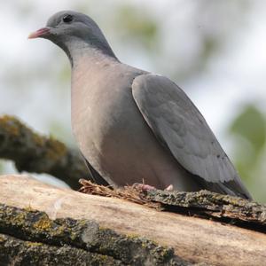 Stock Dove