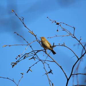 Willow Warbler