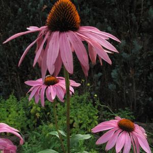 Purple Coneflower (Eastern)