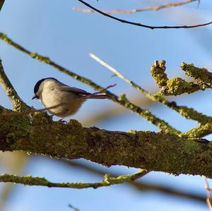 Marsh Tit