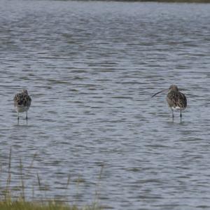 Eurasian Curlew