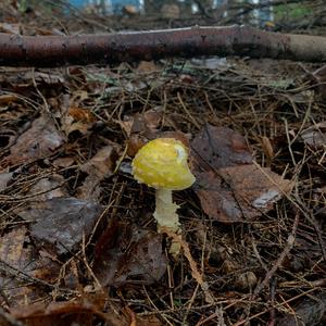 Fly Agaric