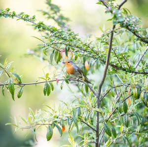 European Robin