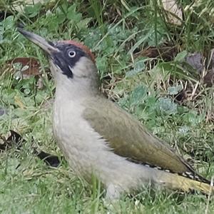 Eurasian Green Woodpecker