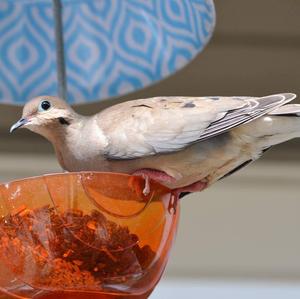 Mourning Dove