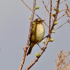 Common Chiffchaff