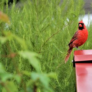 Northern Cardinal