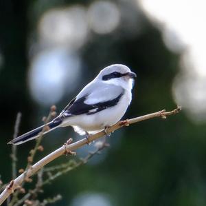 Great Grey Shrike