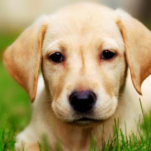 Retriever (Labrador)