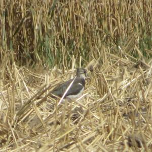 Northern Lapwing