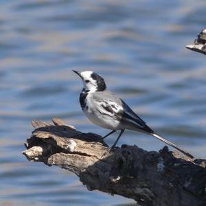 White Wagtail