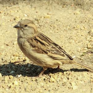 Rock Sparrow