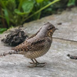 Eurasian Wryneck