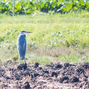 Grey Heron