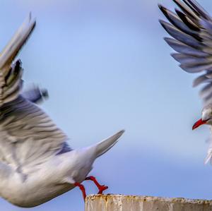 Black-headed Gull