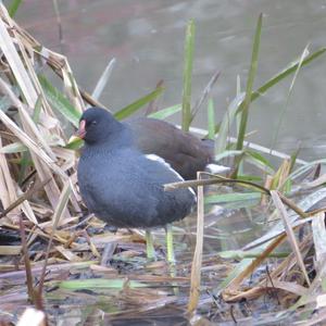 Common Moorhen