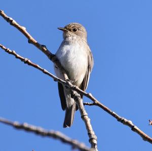 Spotted Flycatcher