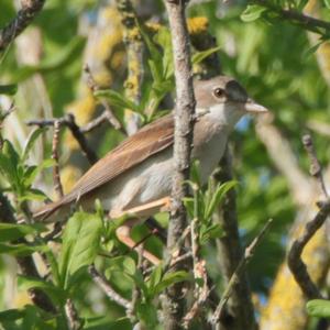 Garden Warbler