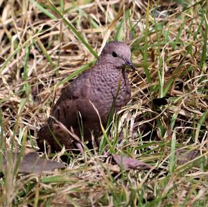 Inca Dove