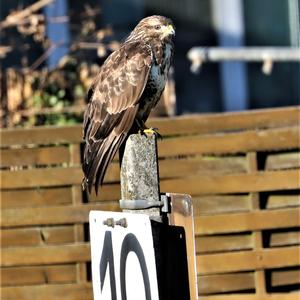 Common Buzzard