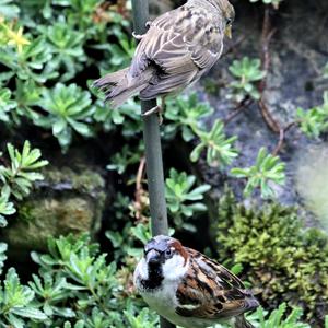 House Sparrow