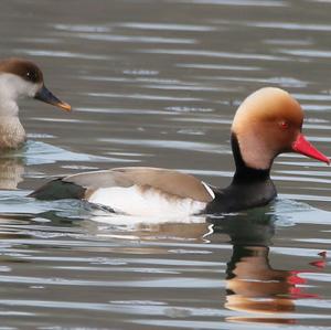 Red-crested Pochard