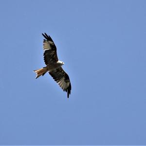 Red Kite