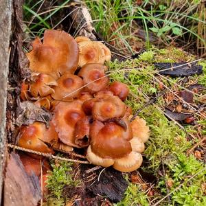 Changing Pholiota