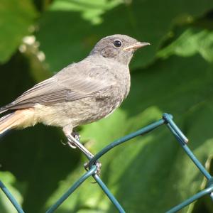 Black Redstart