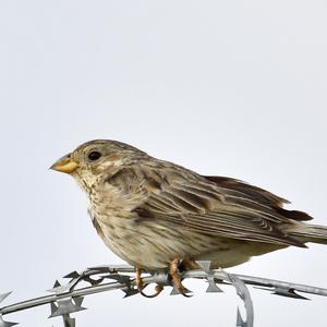 Corn Bunting