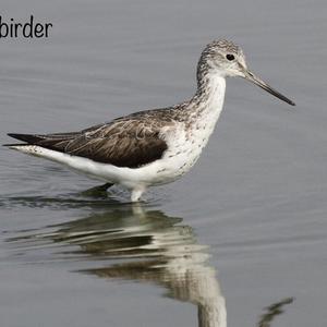 Common Greenshank