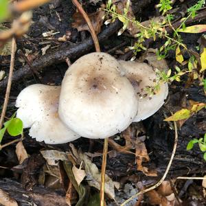 Fawn Mushroom