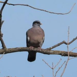 Common Wood-pigeon