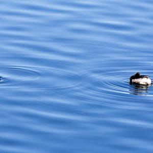 Black-necked Grebe