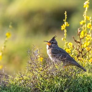 Crested Lark