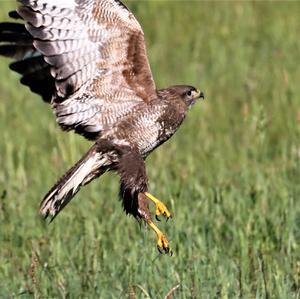 Common Buzzard