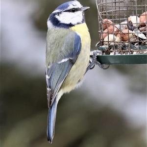 Blue Tit