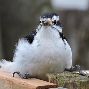 Downy Woodpecker