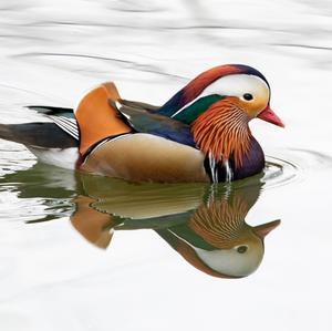 Mandarin Duck