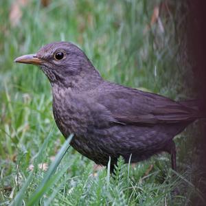 Eurasian Blackbird